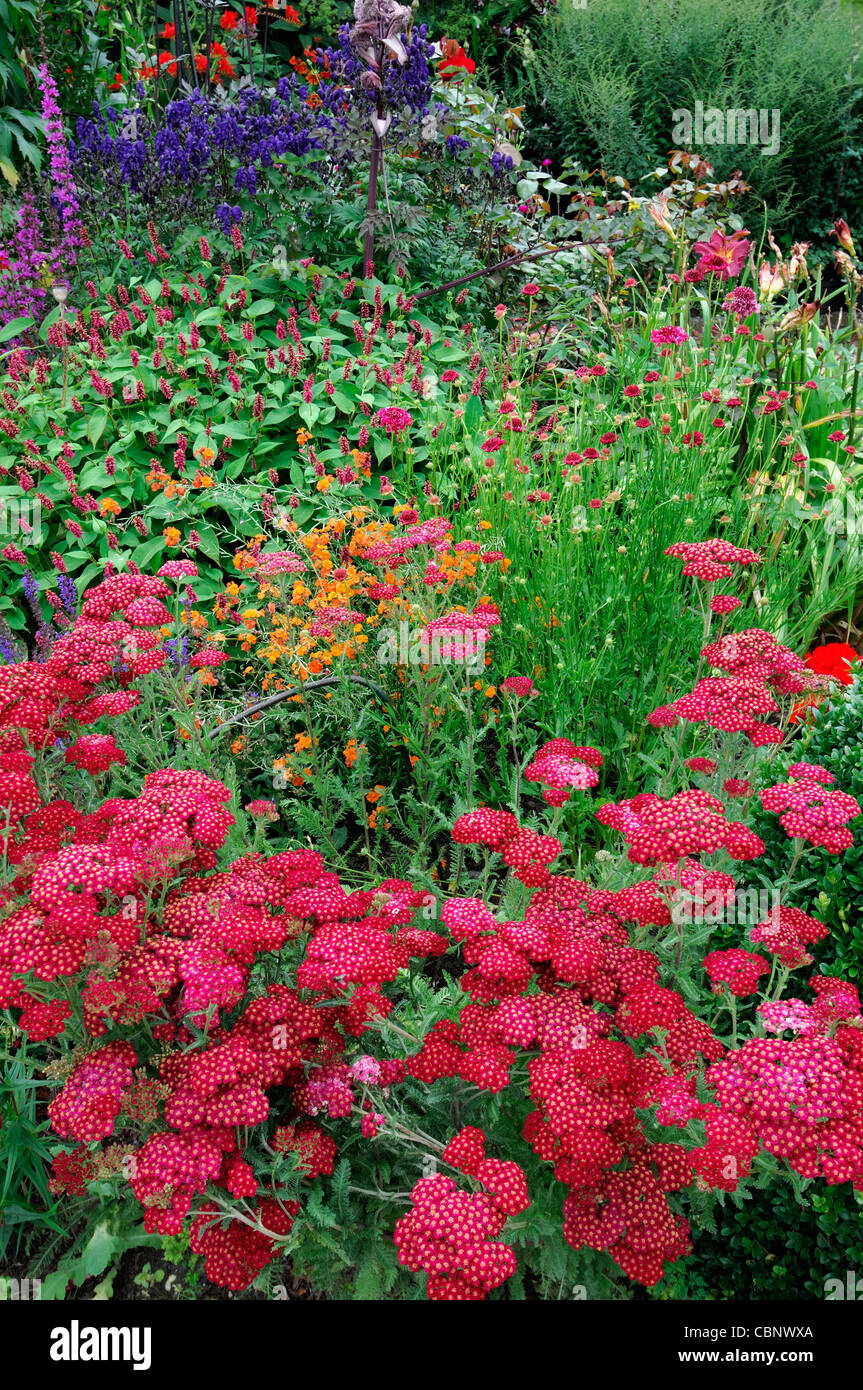 Rosa rossa achillea piante erbacee perenni giardino mista confine fiori piante fiorisce blossoms colorato colorato colore colore Foto Stock