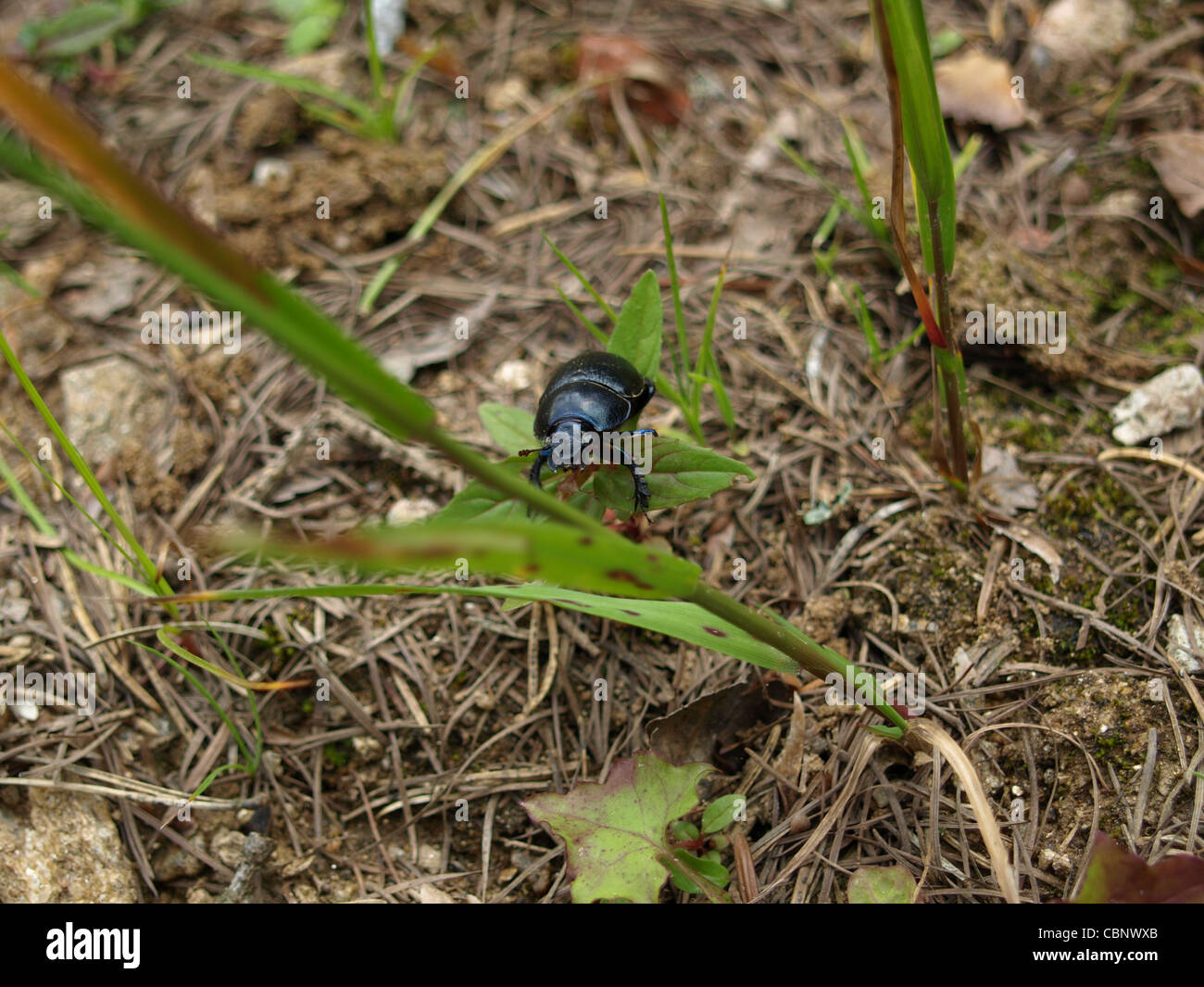 Forest Dung Beetle / Geotrupes vernalis / Frühlingsmistkäfer Foto Stock