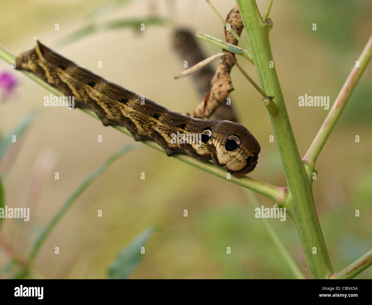 Caterpillar da Elephant Hawk-moth / Deilephila elpenor / Raupe vom Mittleren Weinschwärmer Foto Stock