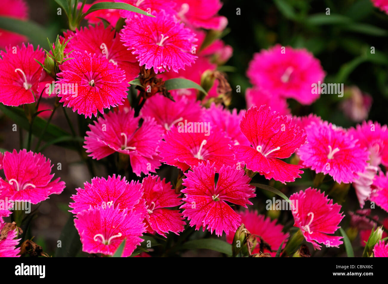 Dianthus ideale Selezionare Lampone Chinensis x Barbatus hardy annuale di rosa fiori di garofano blumi blossoms Foto Stock