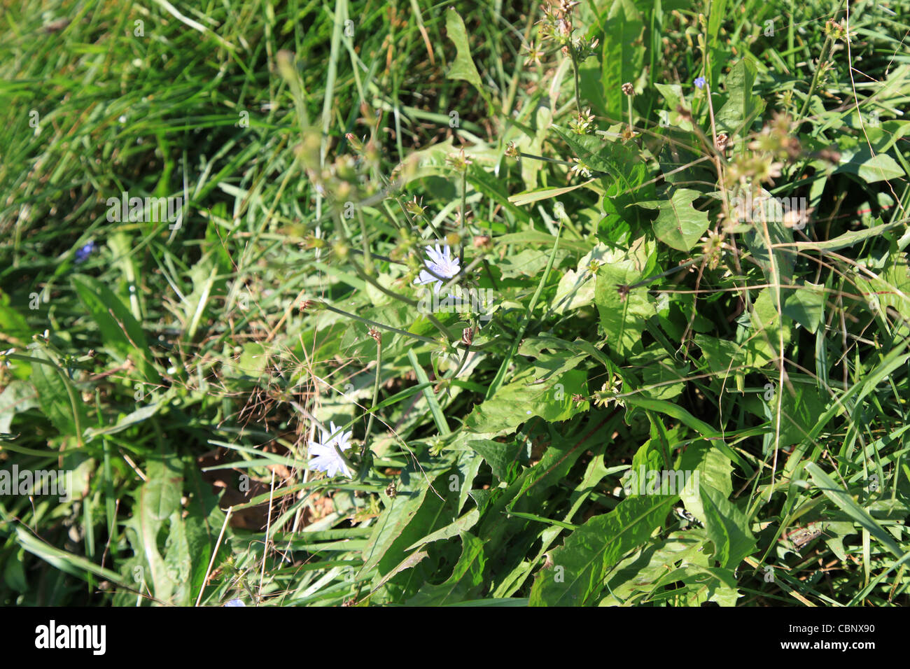 Blumen am Flussufer Foto Stock