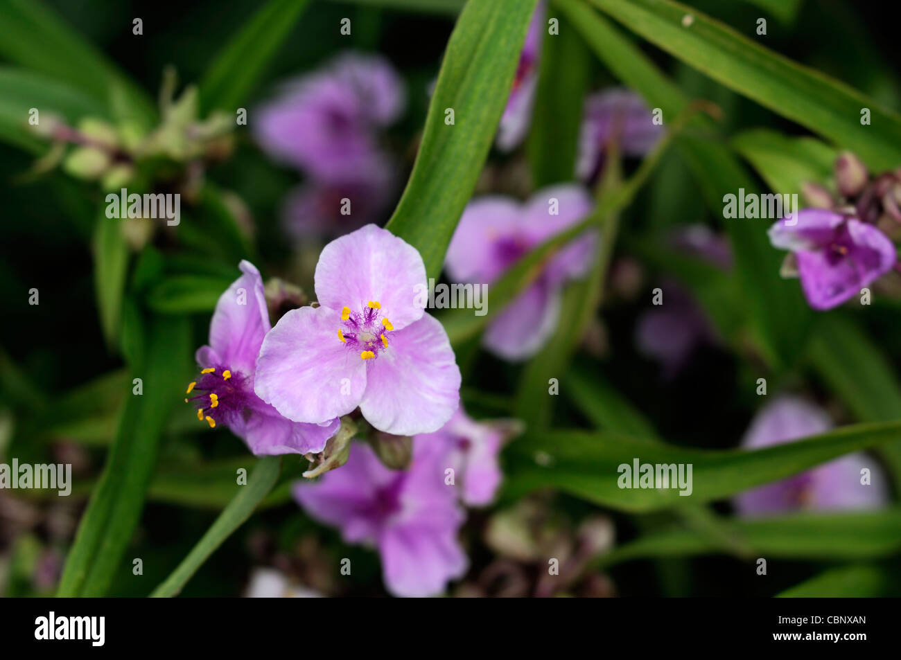 Tradescantia x andersoniana " Concord " Uva spiderwort pianta perenne Foto Stock