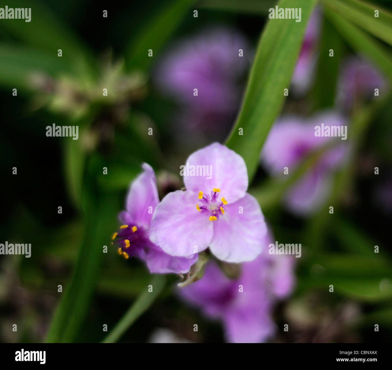 Tradescantia x andersoniana " Concord " Uva spiderwort pianta perenne Foto Stock