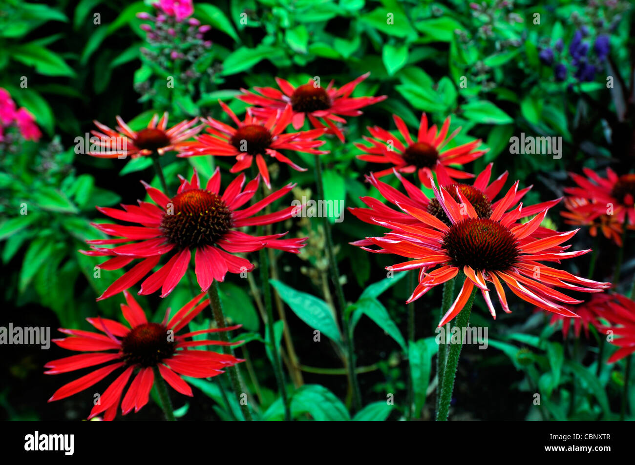 Echinacea zuppa di pomodoro rosso coneflower erbacee perenni fioriture dei fiori fiori letto misto di confine Foto Stock