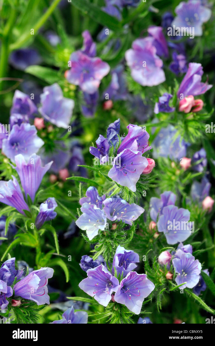 Echium vulgare vipere bugloss blu porpora piante perenni i fiori sbocciano blossom attirante Foto Stock