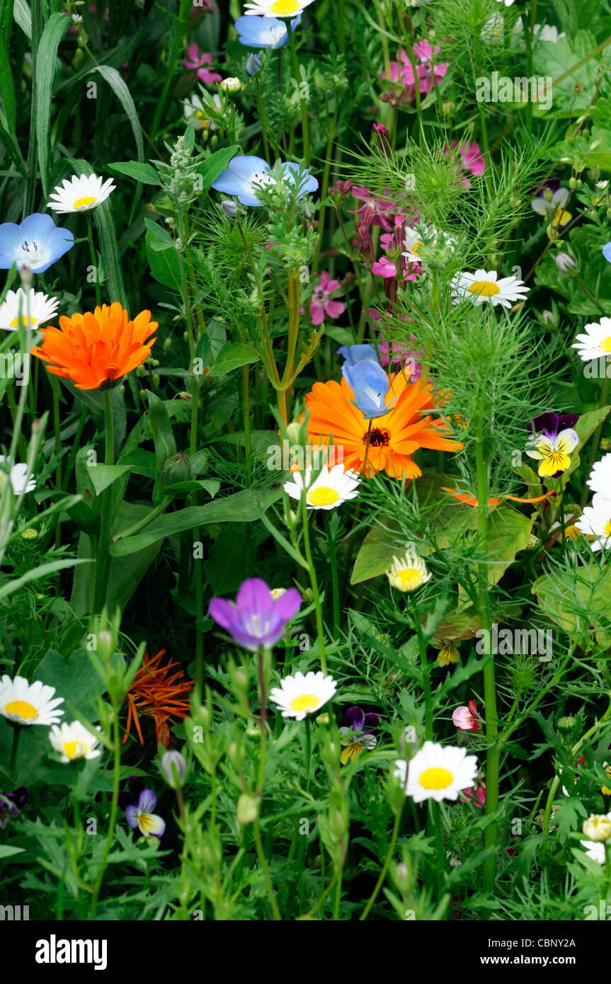 Mix di fiori selvaggi Bohemian Rhapsody bianco arancione viola flower blossom massa bloom tappeto di fiori Foto Stock