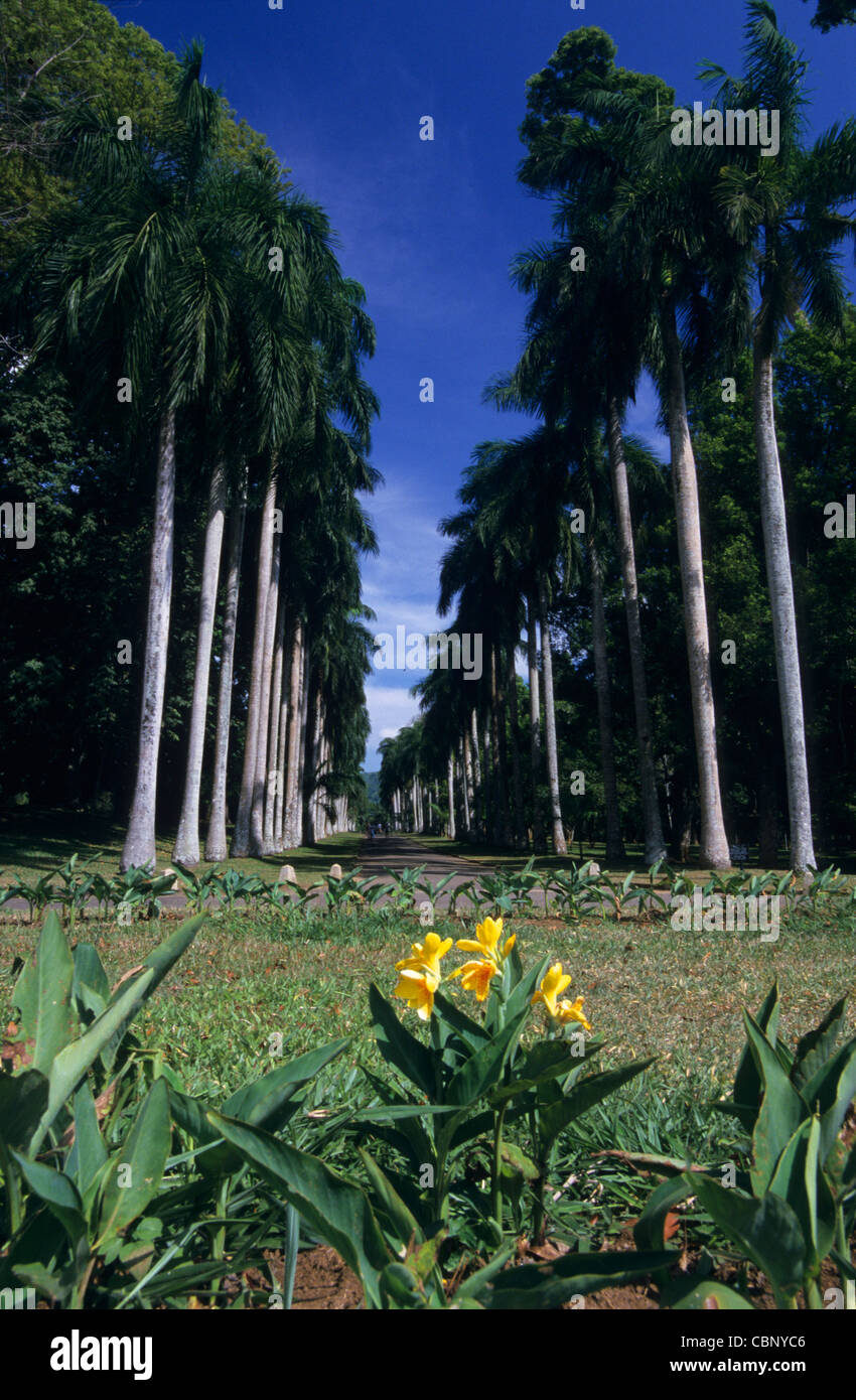 Avenue di Talipot palme, Peradeniya Giardino Botanico, Kandy, Sri Lanka Foto Stock