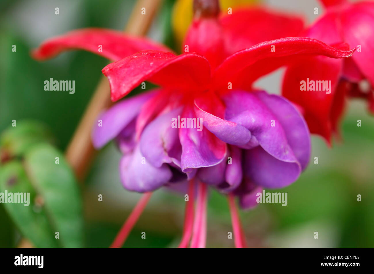 Fuchsia occhi blu finale di Arbusti decidui double deep purple rosa fiori di lavanda fiori di fioriture perenne Foto Stock