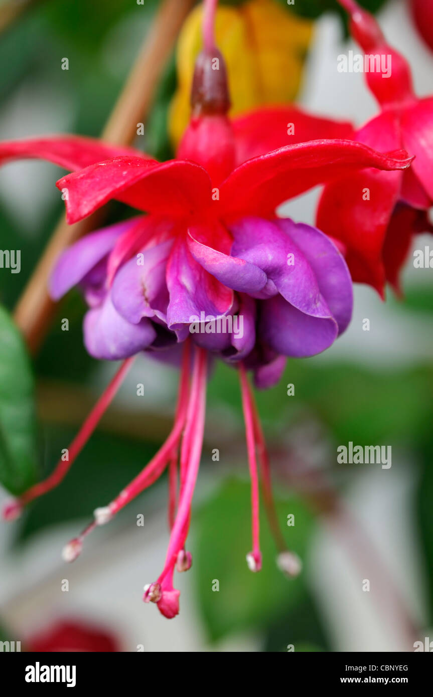 Fuchsia occhi blu finale di Arbusti decidui double deep purple rosa fiori di lavanda fiori di fioriture perenne Foto Stock