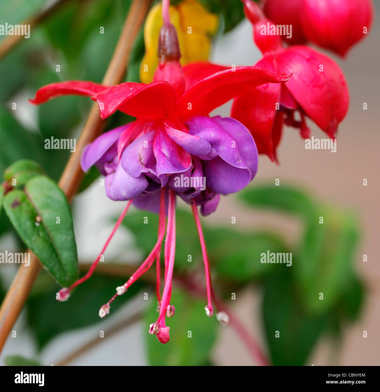 Fuchsia occhi blu finale di Arbusti decidui double deep purple rosa fiori di lavanda fiori di fioriture perenne Foto Stock