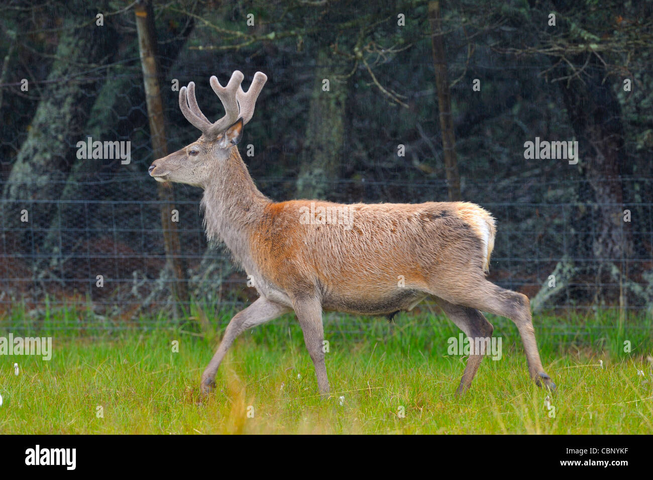 Red Deer,Cervus elaphus, sotto la pioggia, Il Flow Country, Sutherland, Scozia Foto Stock