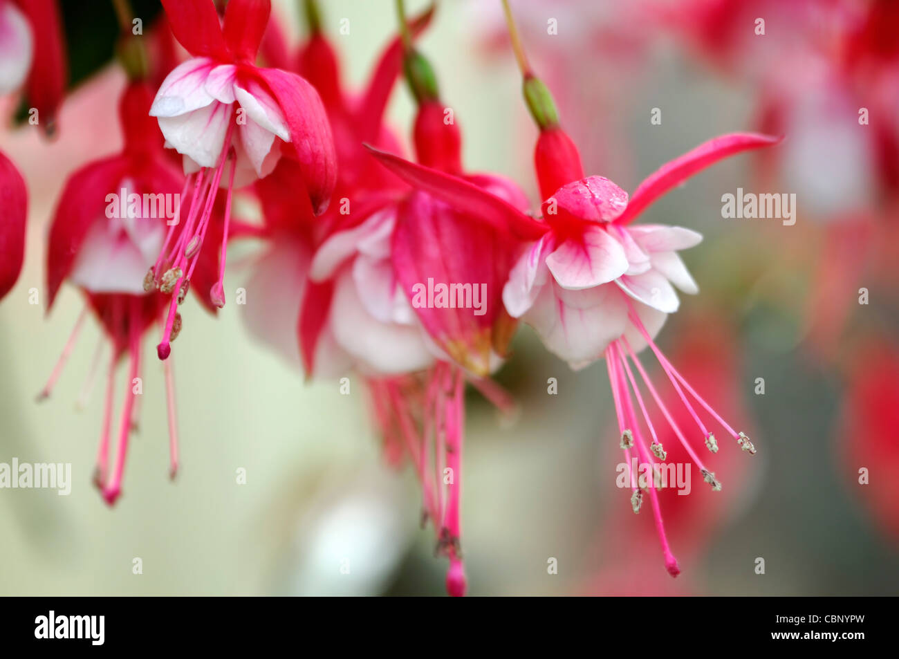 Fuchsia southgate closeup ritratti di piante di pastello pallido petali di rosa fiori arbusti sola messa a fuoco selettiva Foto Stock