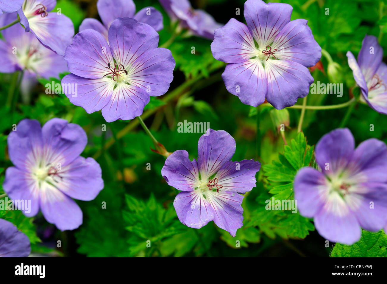 Geranium himalayense blu porpora piante perenni petali di fiori piante cranesbills ritratti estate closeup messa a fuoco selettiva Foto Stock