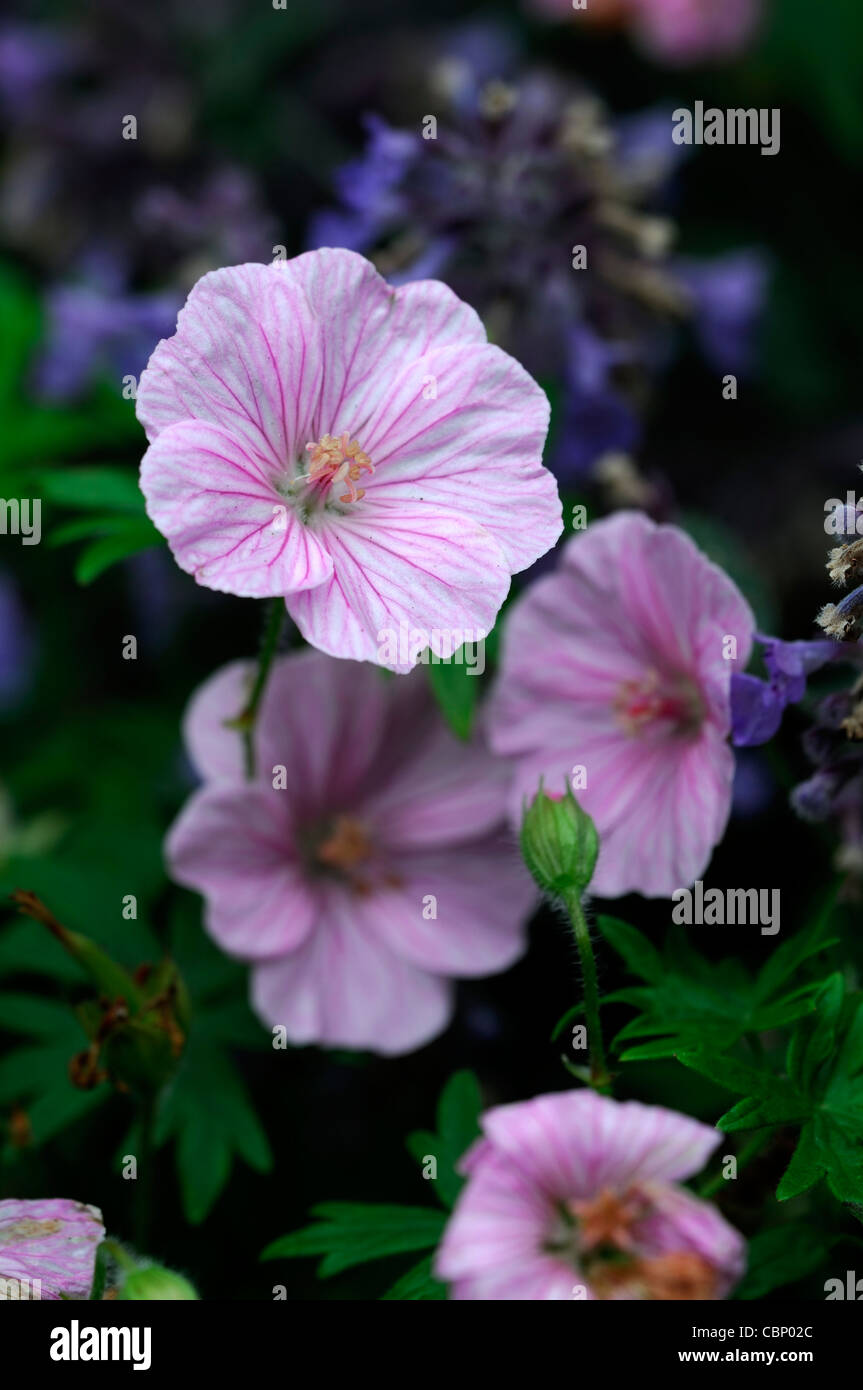 Geranium sanguineum var lancastriense syn geranium sanguineum var striato syn Geranium sanguineum var prostratum fiore rosa Foto Stock