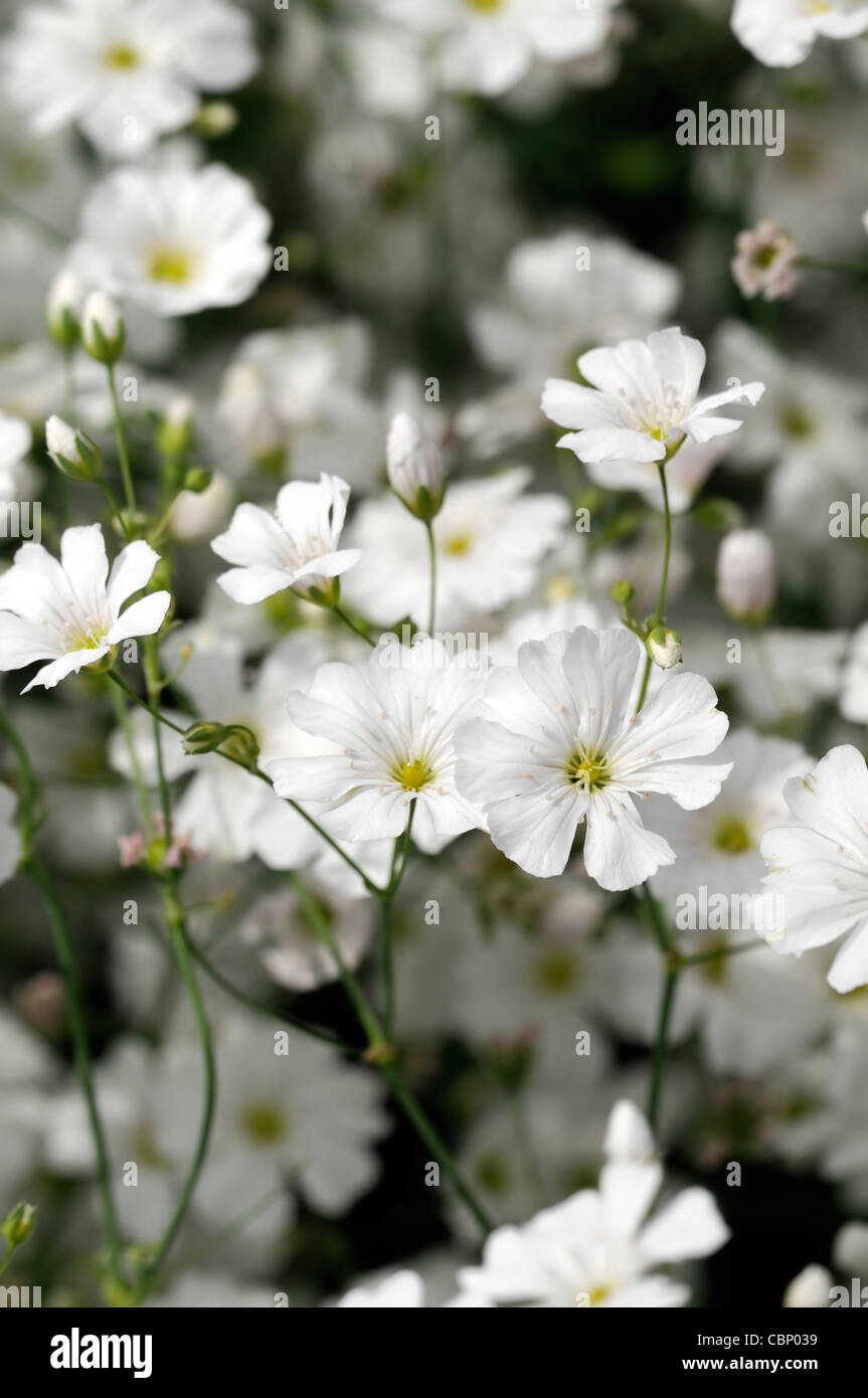 Gypsophila elegans Covent Garden fiore bianco bloom blossom Bambinos soffio metà hardy annuari profusa profusione di fiori Foto Stock