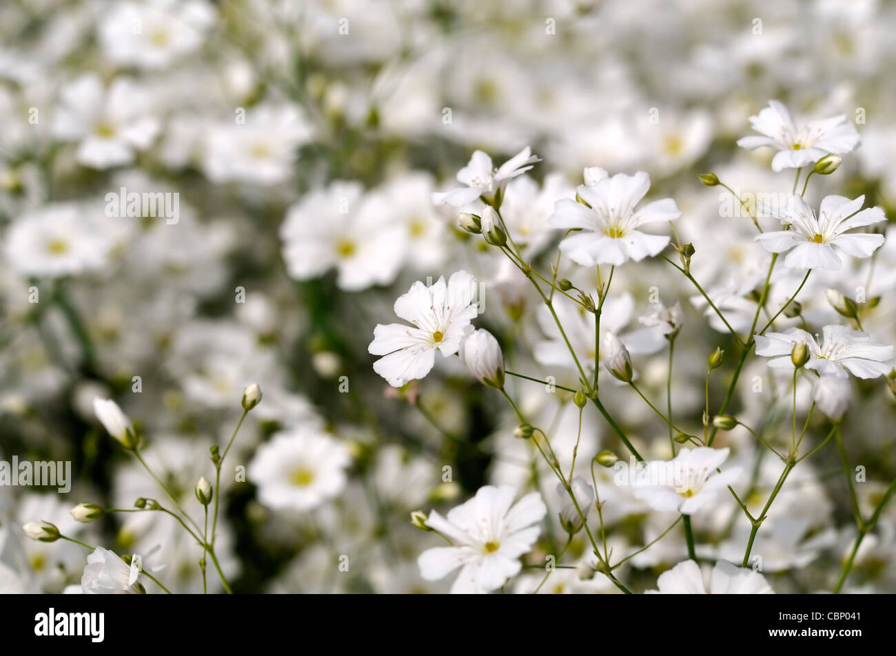 Gypsophila elegans Covent Garden fiore bianco bloom blossom Bambinos soffio metà hardy annuari profusa profusione di fiori Foto Stock