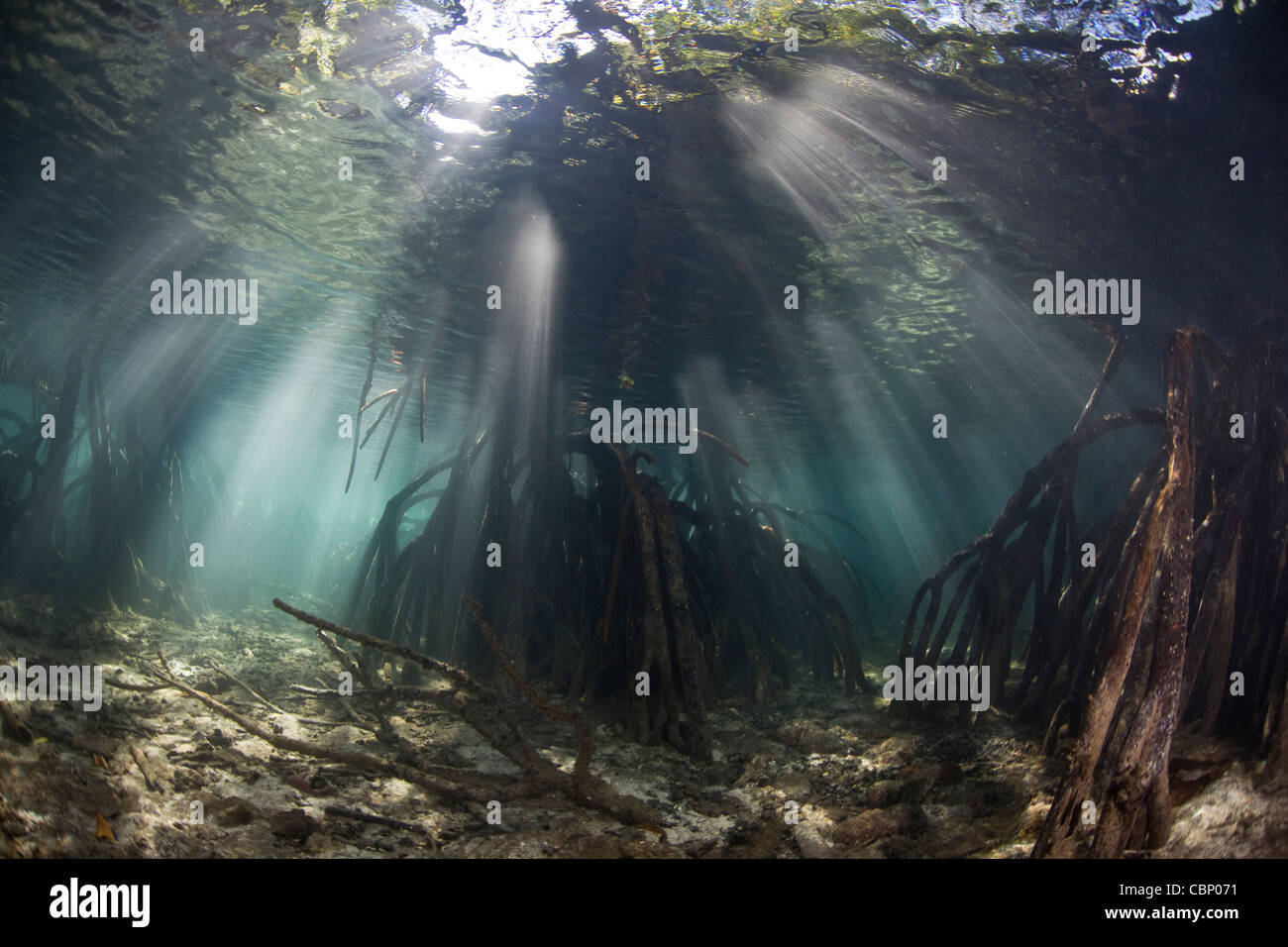 Fasci di luce solare che penetrano le acque di una foresta di mangrovie. Il puntello radici vivaio fornire habitat per pesci e invertebrati. Foto Stock