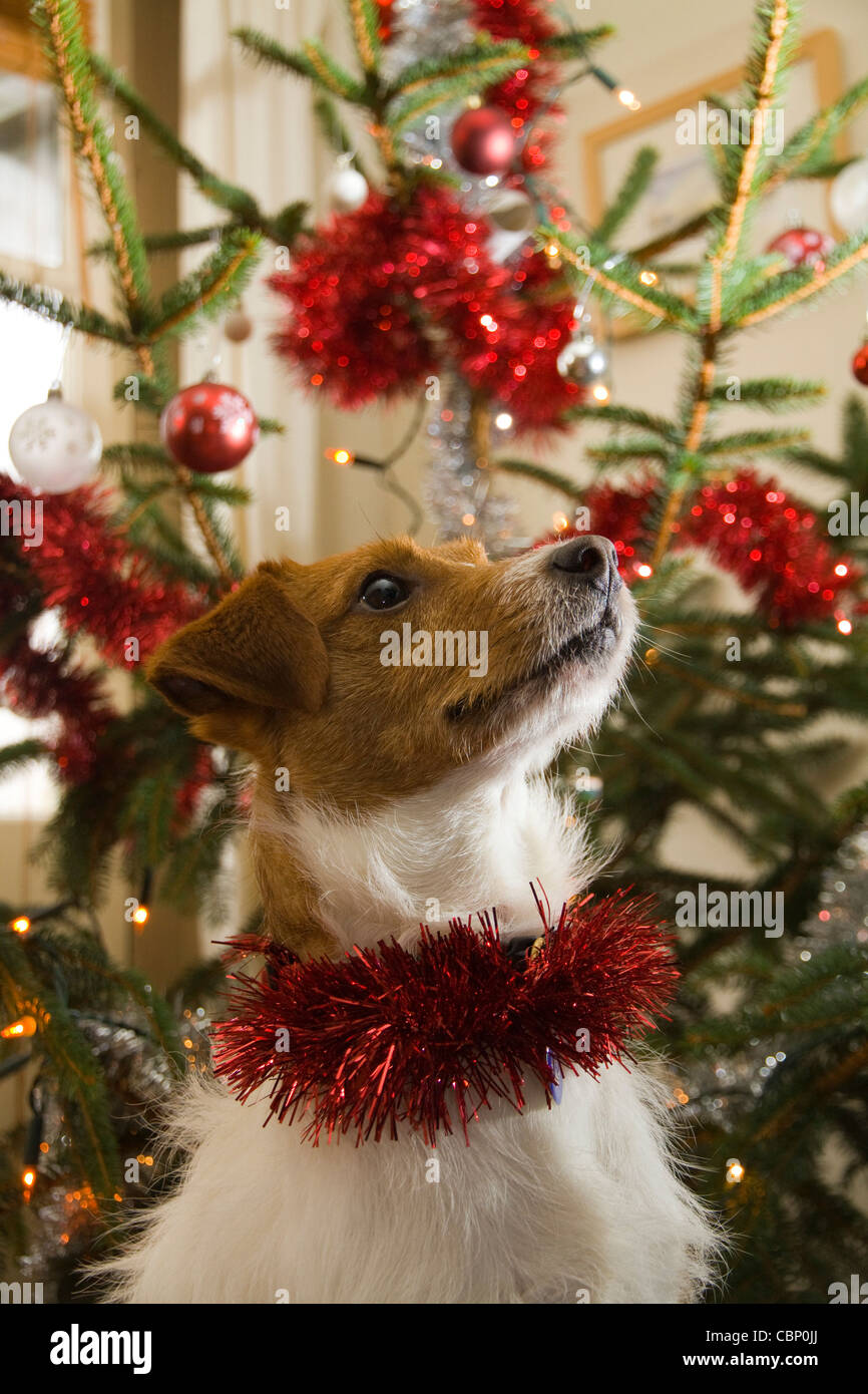 Un simpatico Parsons Russell Terrier con tinsel rosso intorno al suo collo si siede di fronte a un albero di Natale decorato Foto Stock