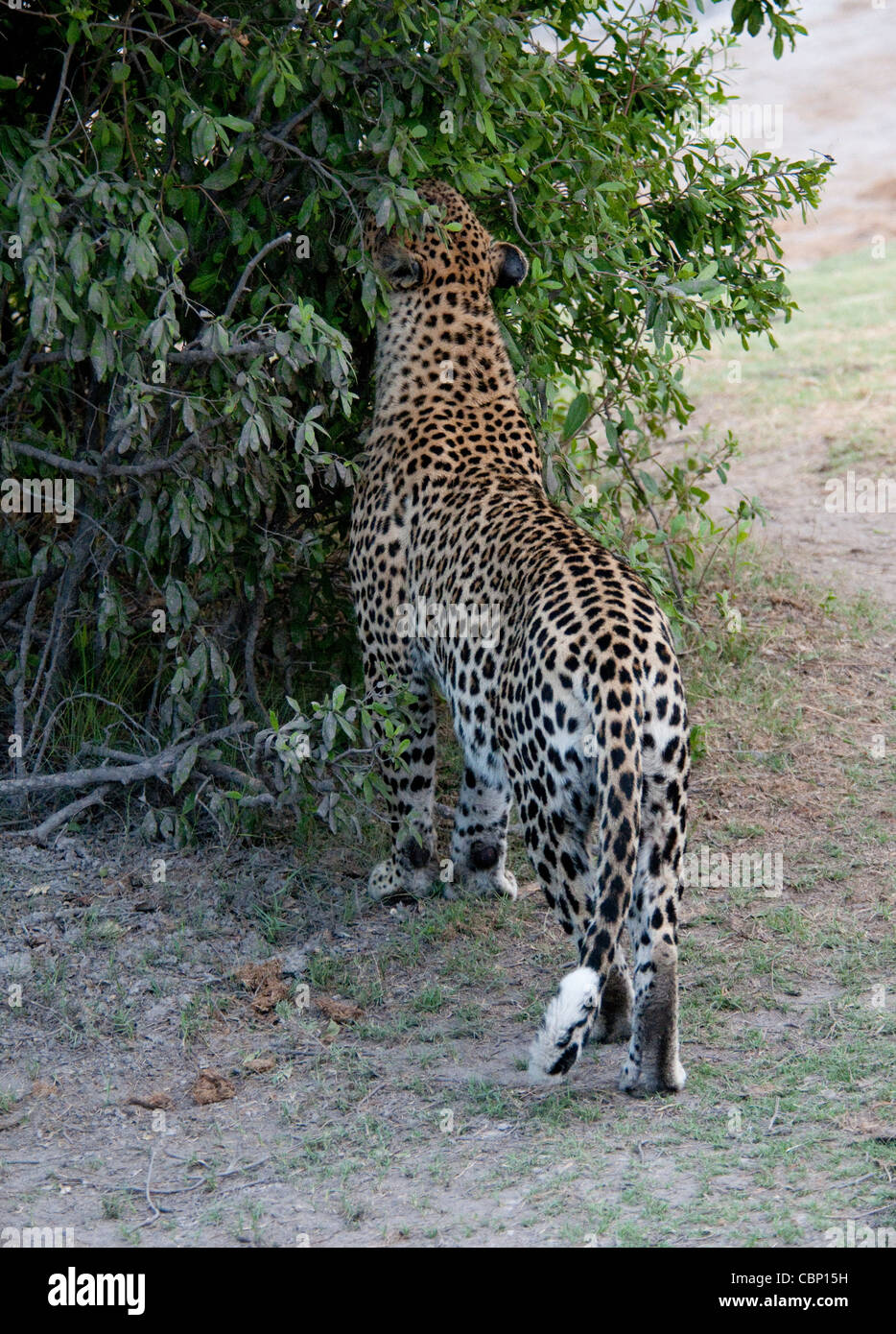 Africa Botswana Linyanti Reserve-African leopard profumo della marcatura di bush Foto Stock