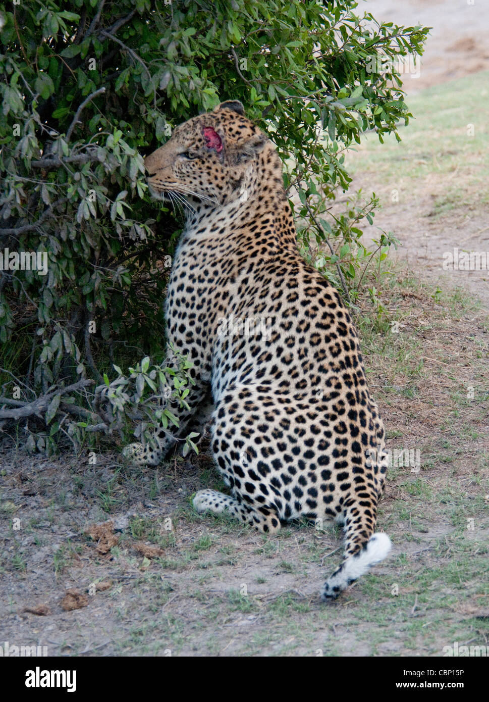 Africa Botswana Linyanti Reserve-Leopard con lesione da orecchio marcatura di profumo Foto Stock
