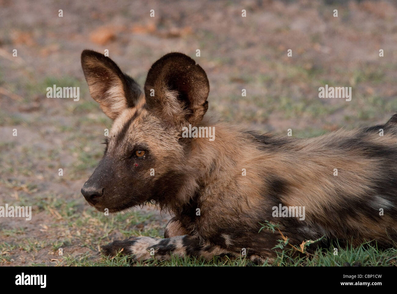 Africa Botswana Linyanti Reserve-African wild dog-colpo alla testa Foto Stock
