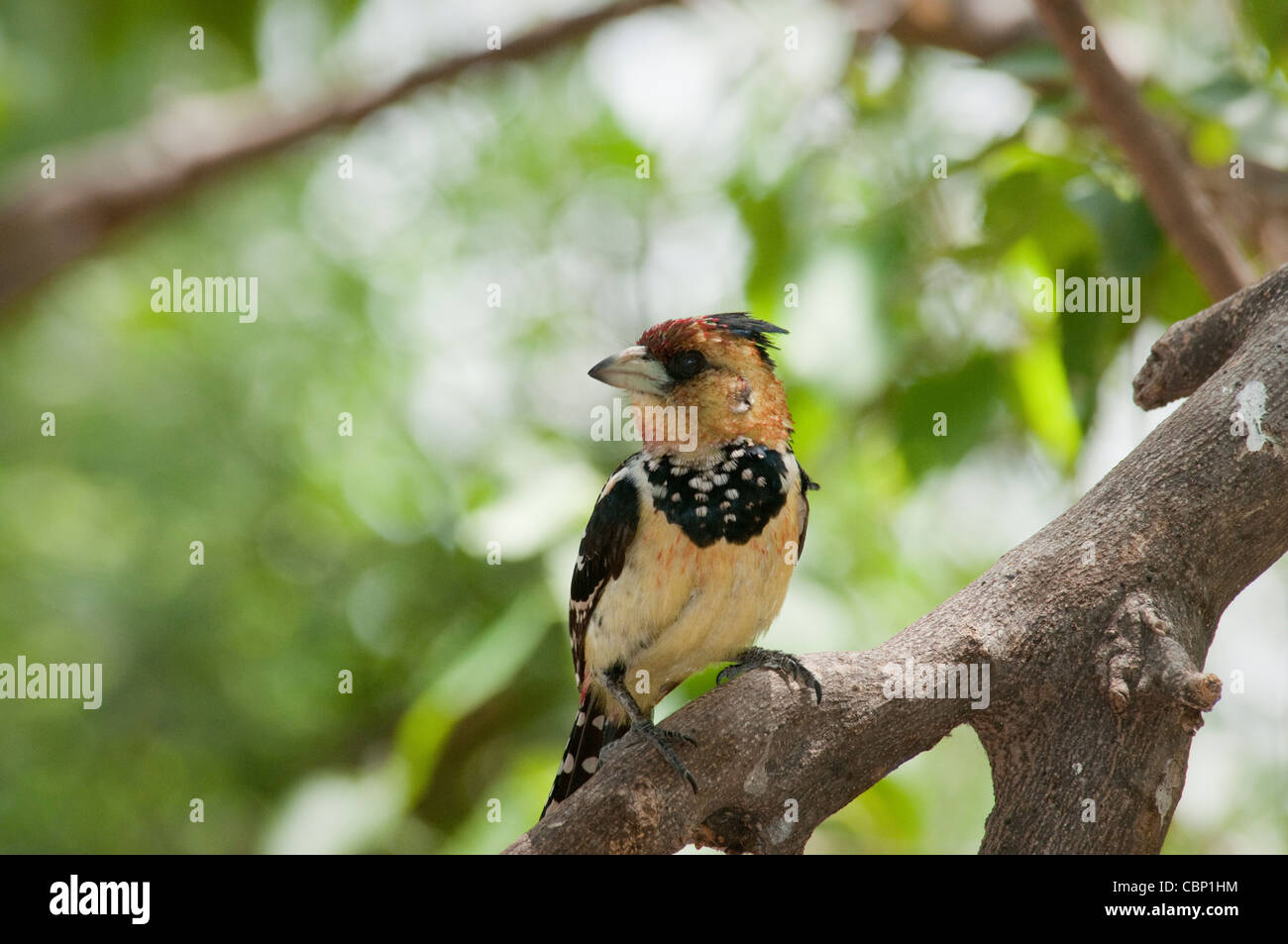 Africa Botswana-Crested Barbet arroccato su arto Foto Stock