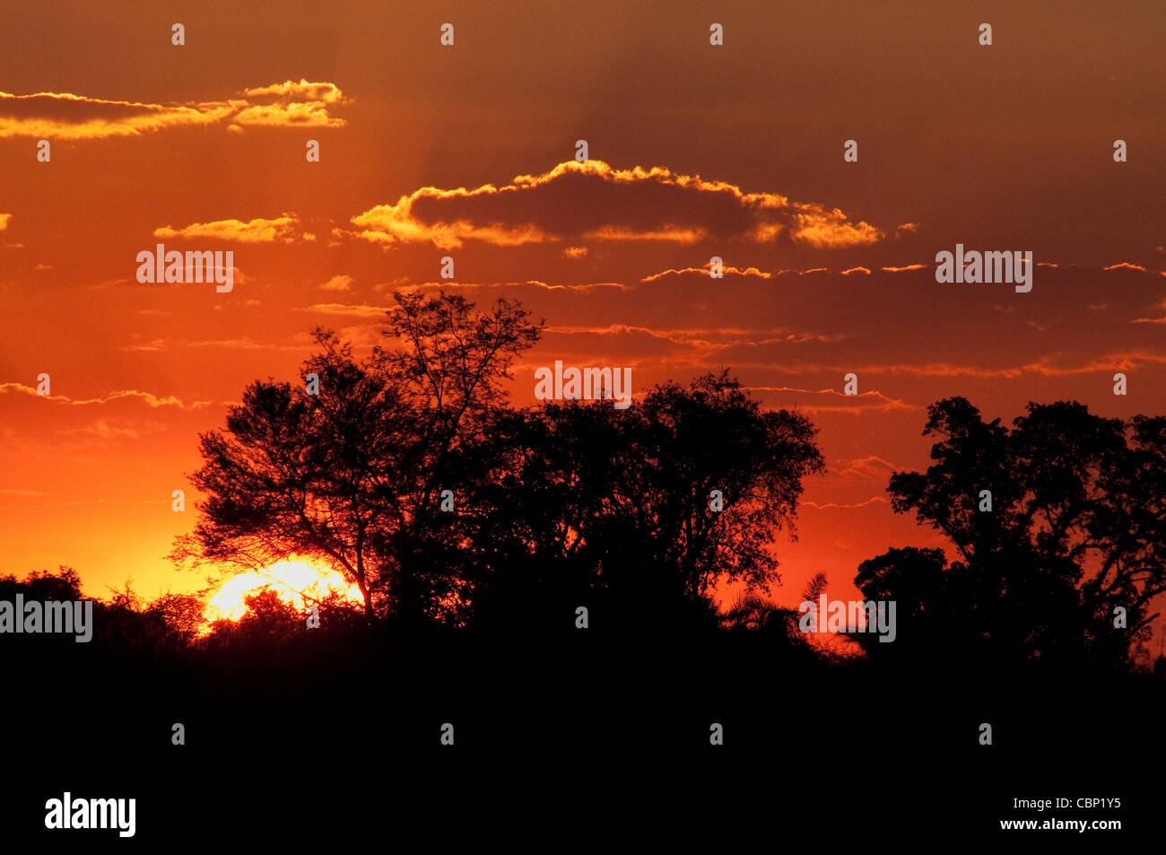 Tramonto dietro gli alberi in corrispondenza di Okavango Delta Foto Stock