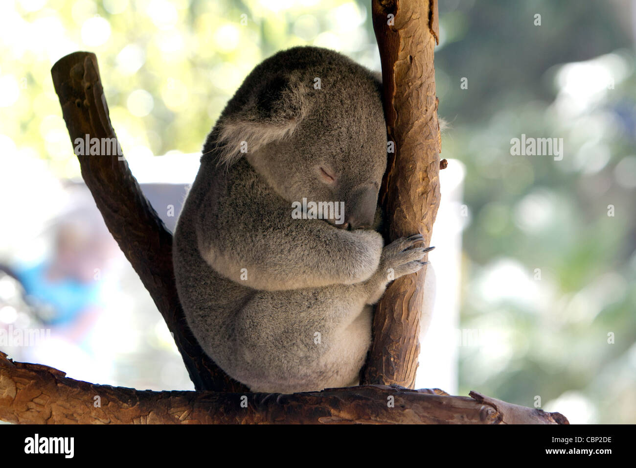 Un Koala (Phascolarctos cinereus) un erbivoro arboree marsupiale nativo per l'Australia. Foto Stock