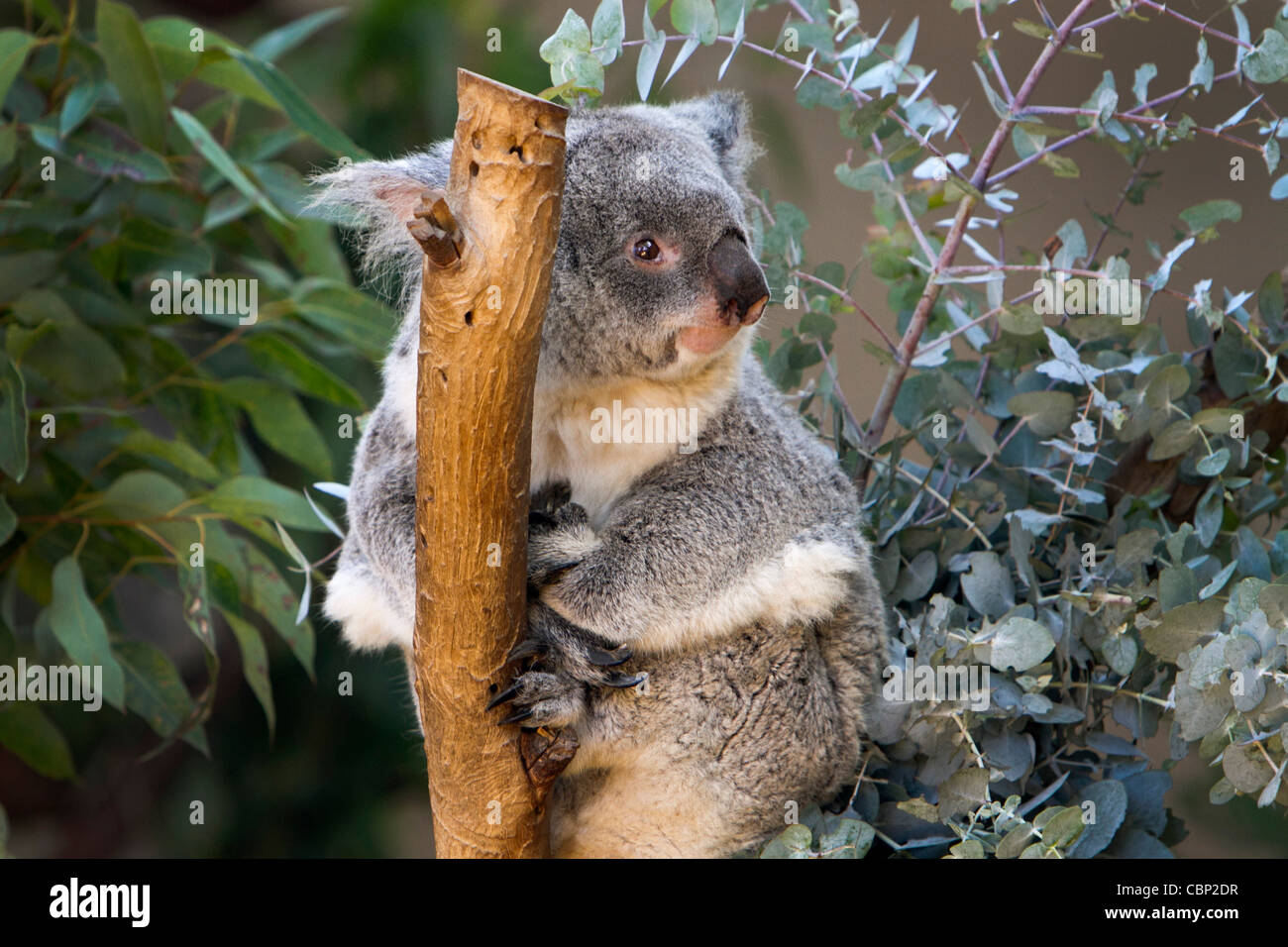 Un Koala (Phascolarctos cinereus) un erbivoro arboree marsupiale nativo per l'Australia. Foto Stock