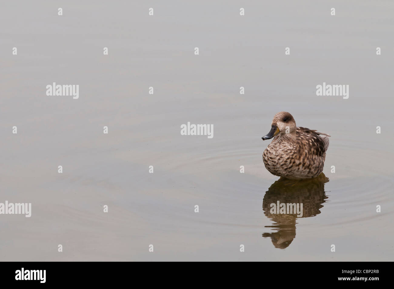 Un anatra nuoto nel lago Foto Stock