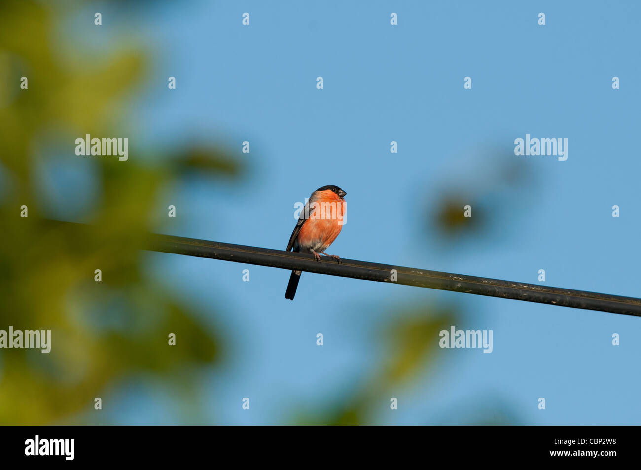 Bullfinch maschio 'Pyrrhula Pyrrh' appollaiato su albero Foto Stock