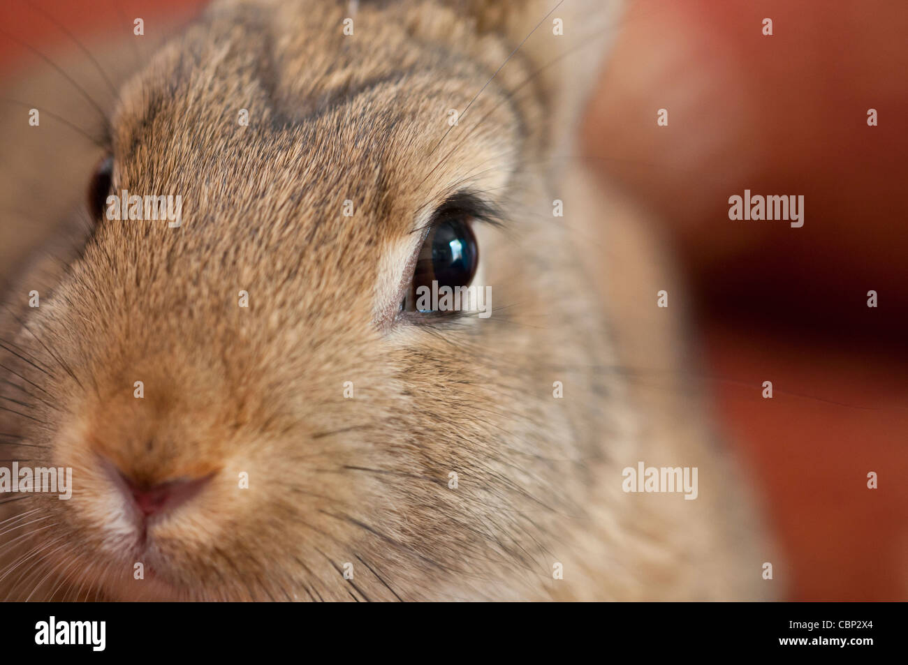 Long-eared Dwarf Rabbit Foto Stock