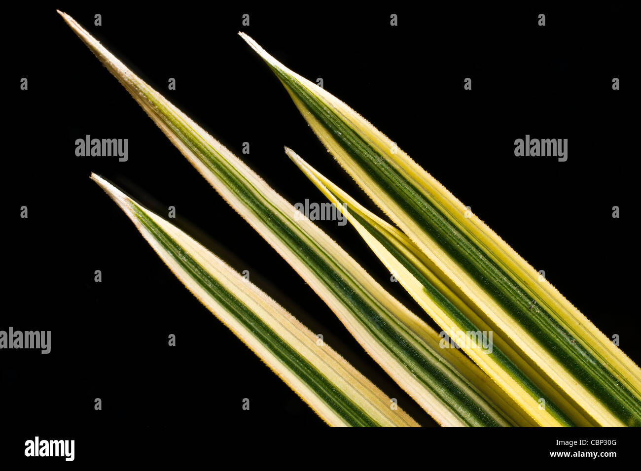 Deschampsia caespitosa, Tufted Hairgrass, 'Northern Lights", Tussock erba, close up Foto Stock