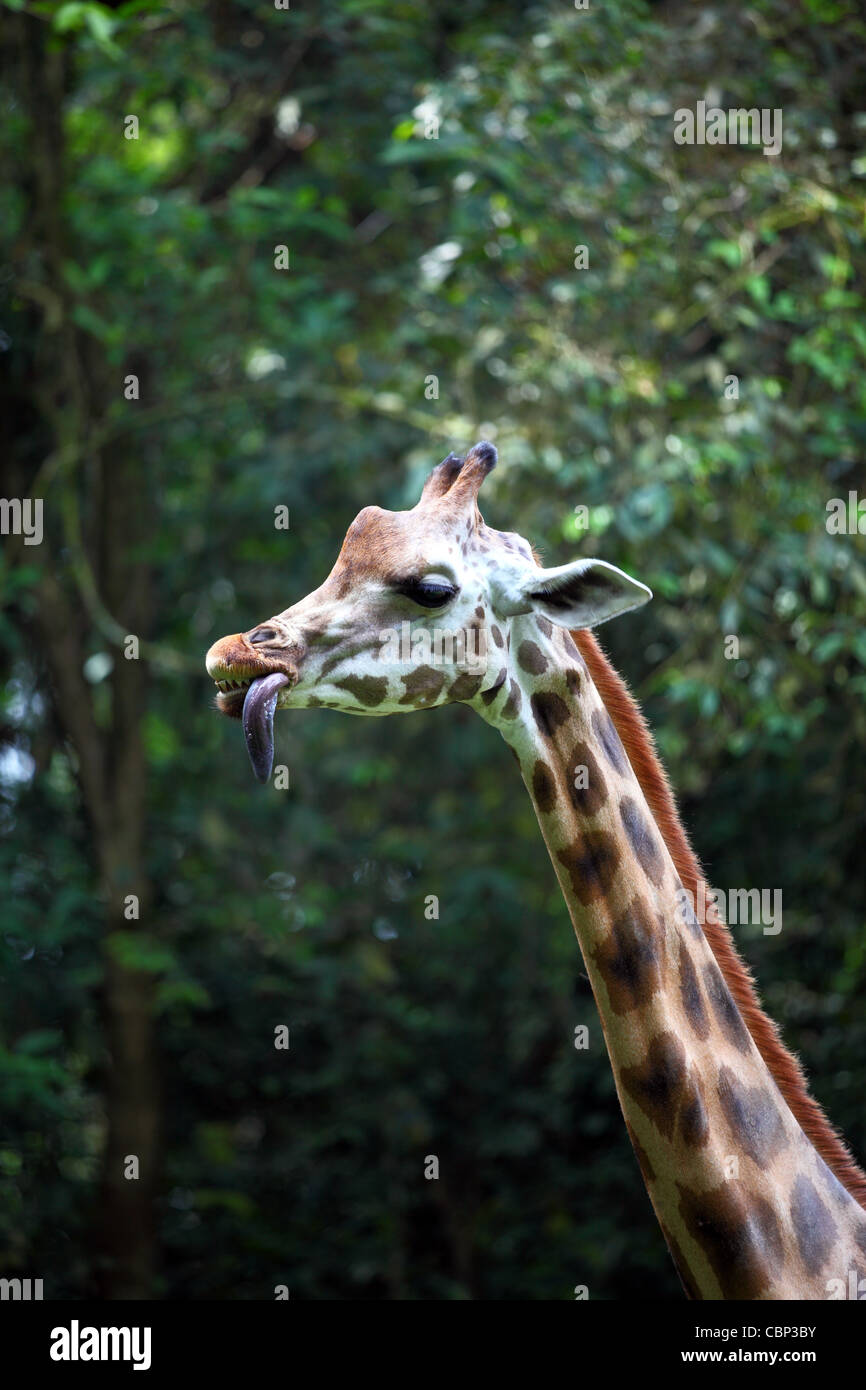 Giraffa presso Melaka zoo. Foto Stock