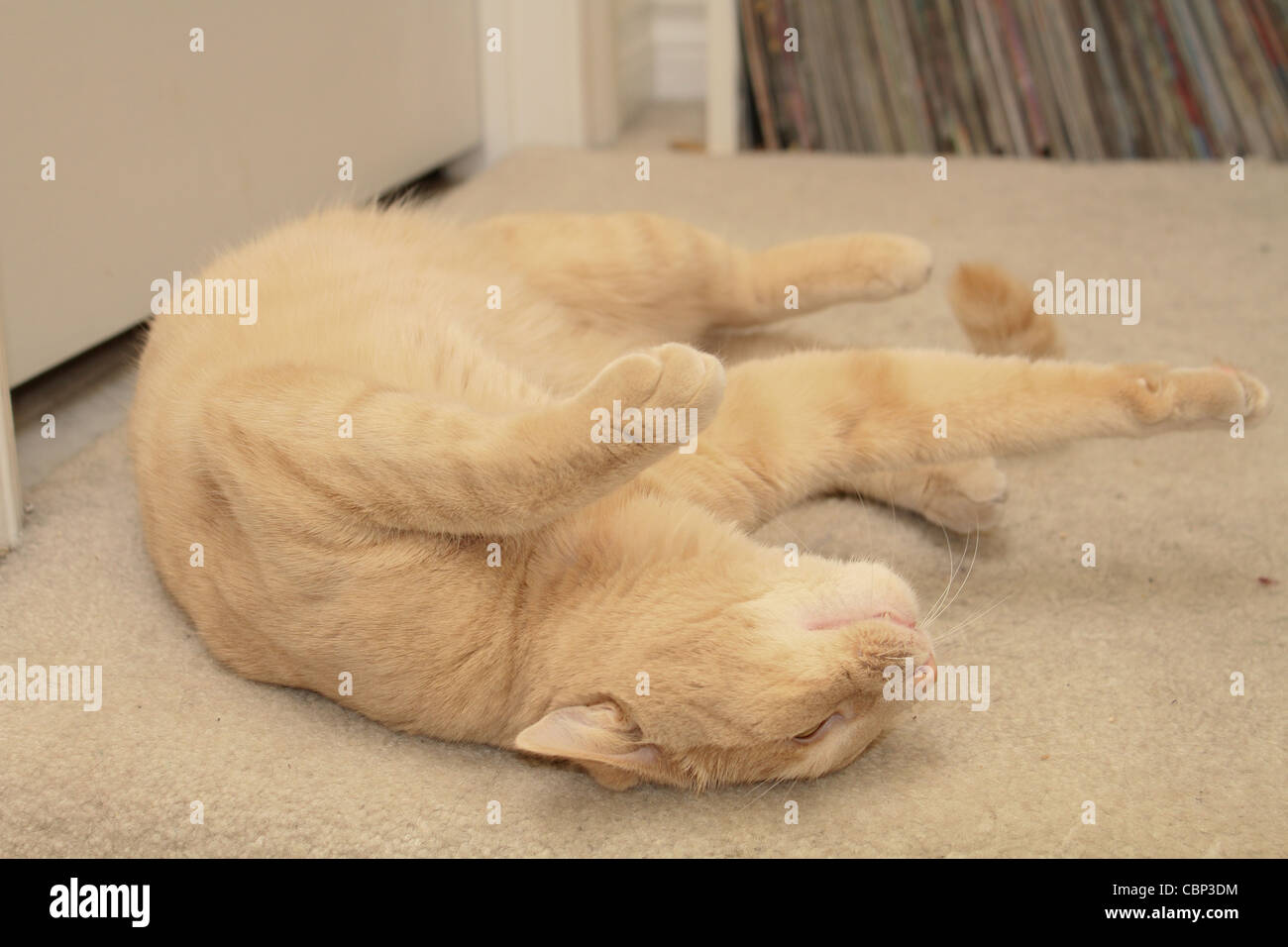 Brown gatto domestico giacente tappeto scale Foto Stock