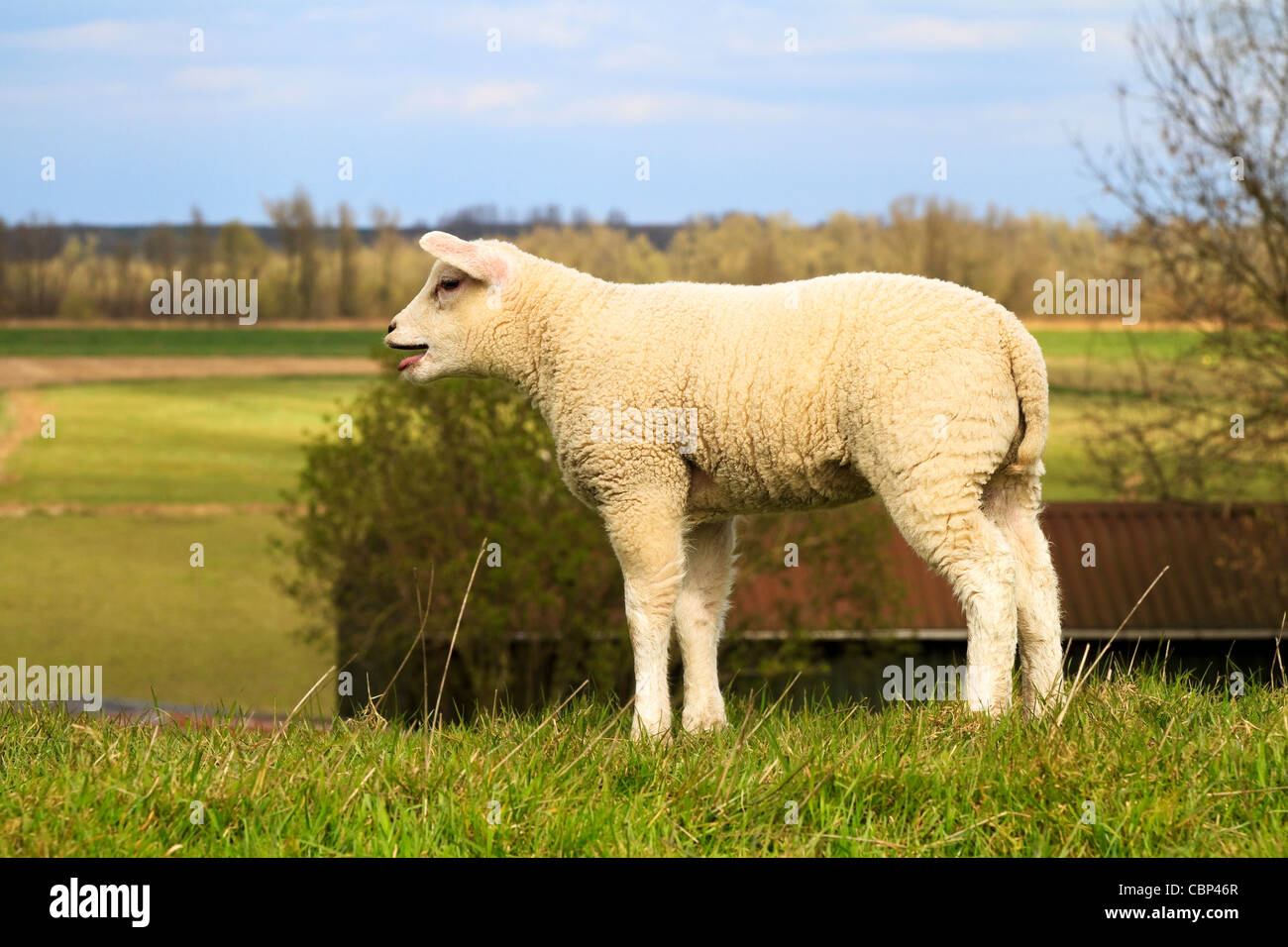 Giovane agnello chiamando per sua madre in azienda Foto Stock