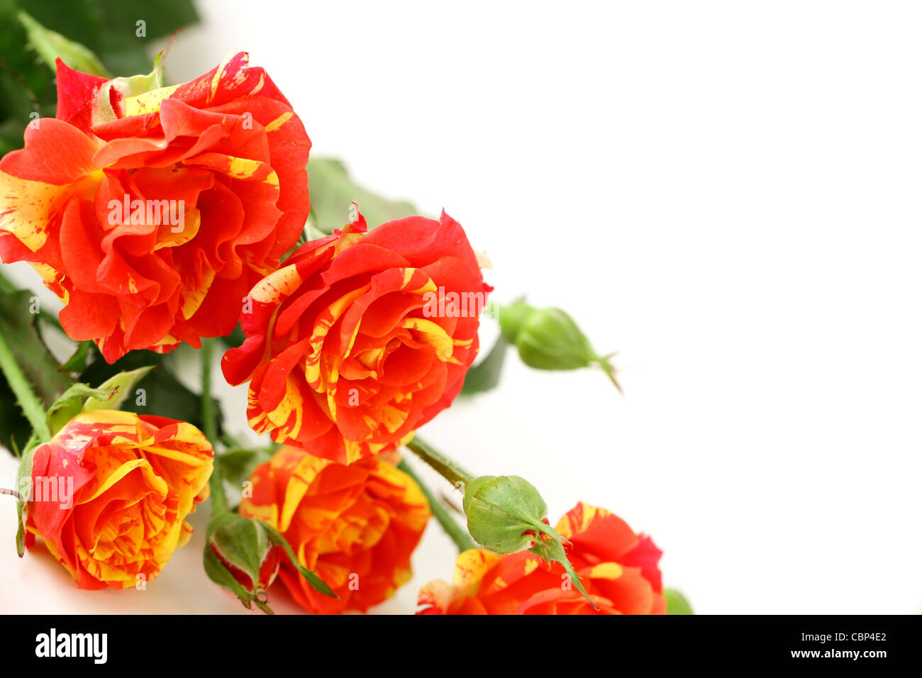 Bouquet di rose multicolori, spruzzi di piccole dimensioni Foto Stock