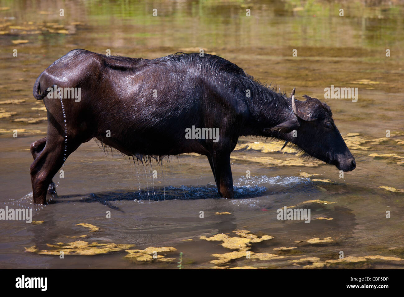 Buffalo scuotendo stesso asciutto dopo wallowing nel lago a Ranakpur nel distretto di pali del Rajasthan, stato dell India occidentale Foto Stock