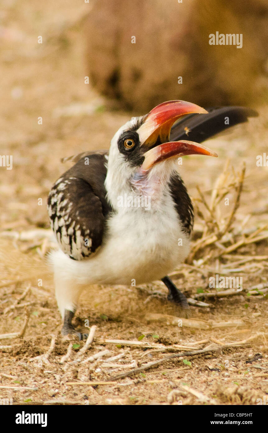 Tanzania rosso-fatturate (Ruaha) Hornbill nel Ruaha National Park, Tanzania Foto Stock