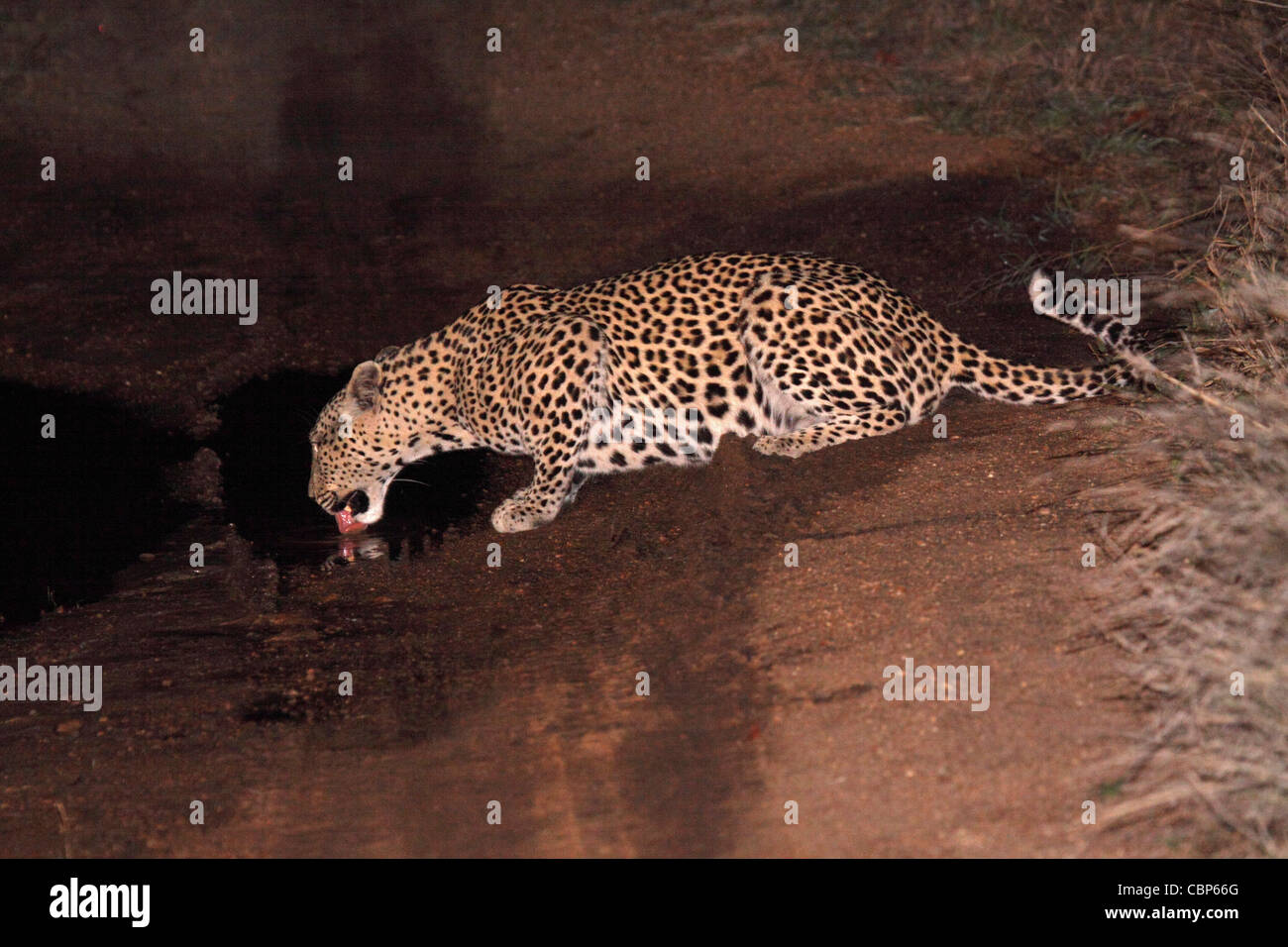 Leopard di bere dalla pozzanghera sulla via attraverso la boccola Foto Stock