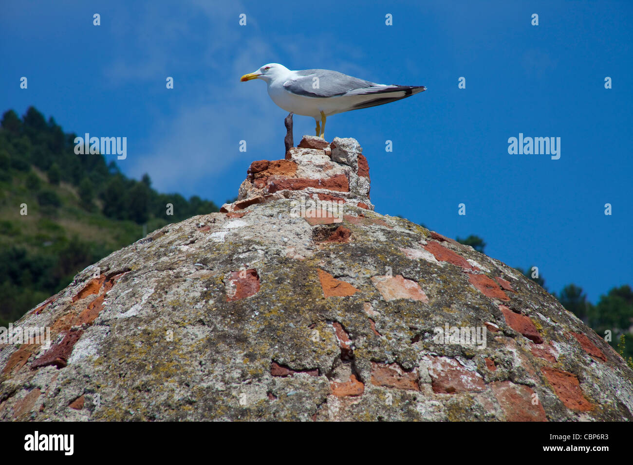 Grande nero-back gabbiano (Larus marinus) su un rudere della fortezza, Portovenere Liguria di Levante, Italia, mare Mediterraneo, Europa Foto Stock