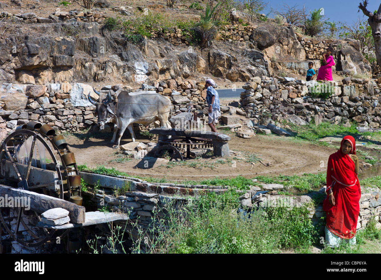 Contadino con buoi sulla ruota di acqua per attingere acqua dal pozzo per irrigazione a Samad nel distretto di pali del Rajasthan, stato dell India occidentale Foto Stock