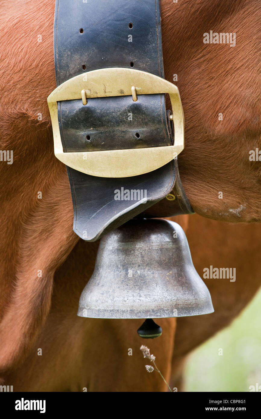 Mucca campana immagini e fotografie stock ad alta risoluzione - Alamy