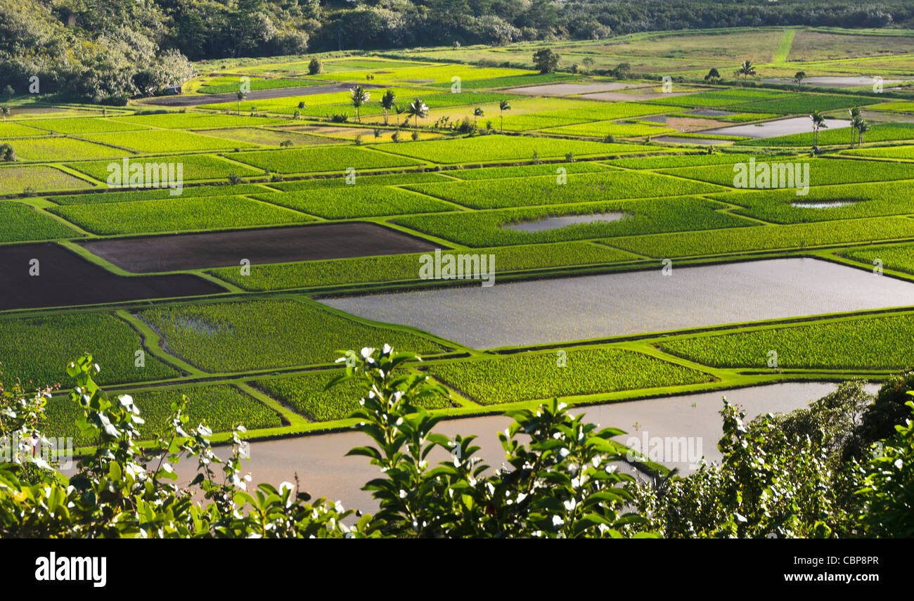 Taro fiield ,costa Sud dell Isola di Kauai, Hawaii, STATI UNITI D'AMERICA Foto Stock