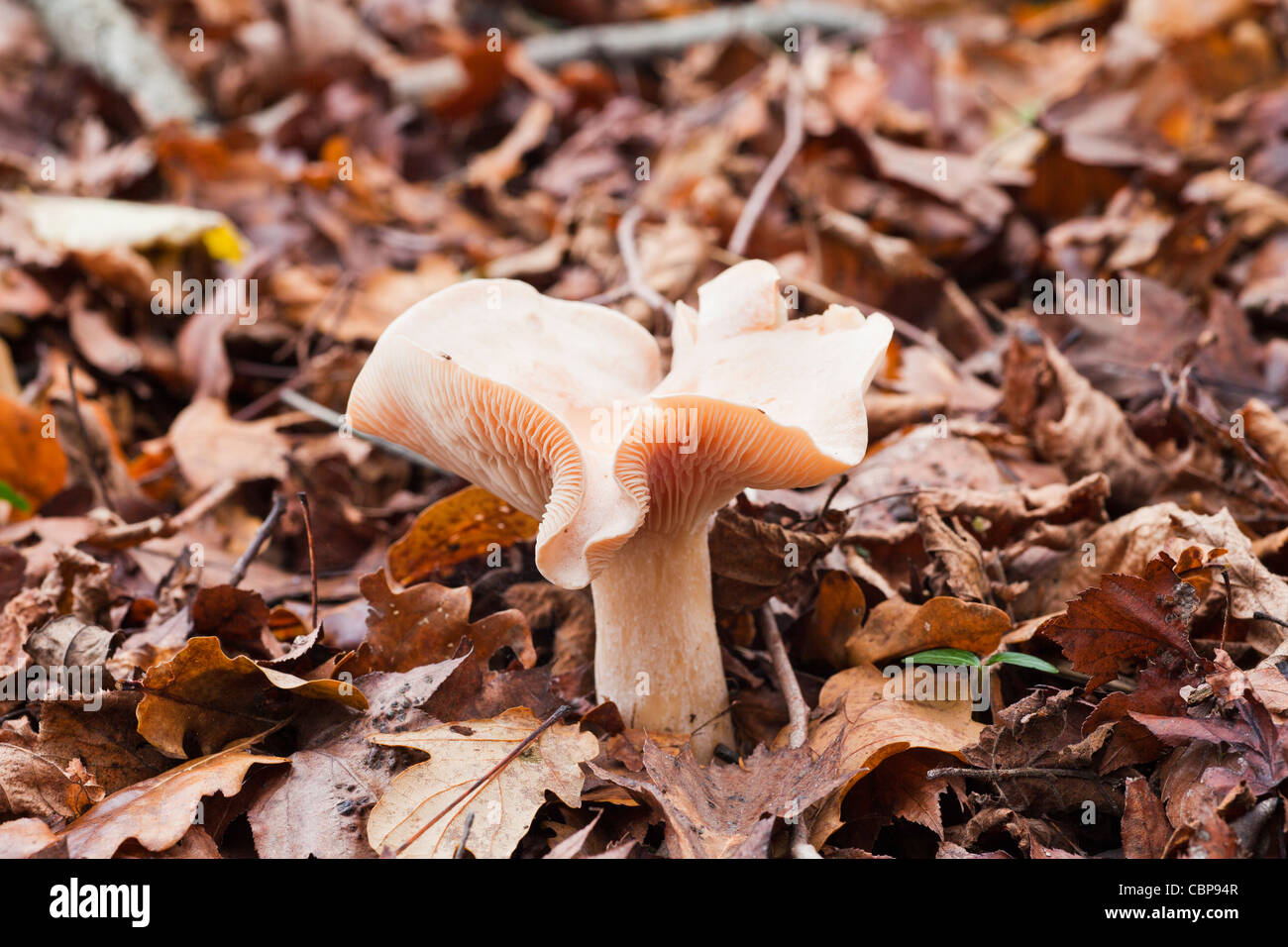 Grandi toadstool beige con prominenti branchie su un tappeto di caduta di foglie di quercia in autunno Foto Stock