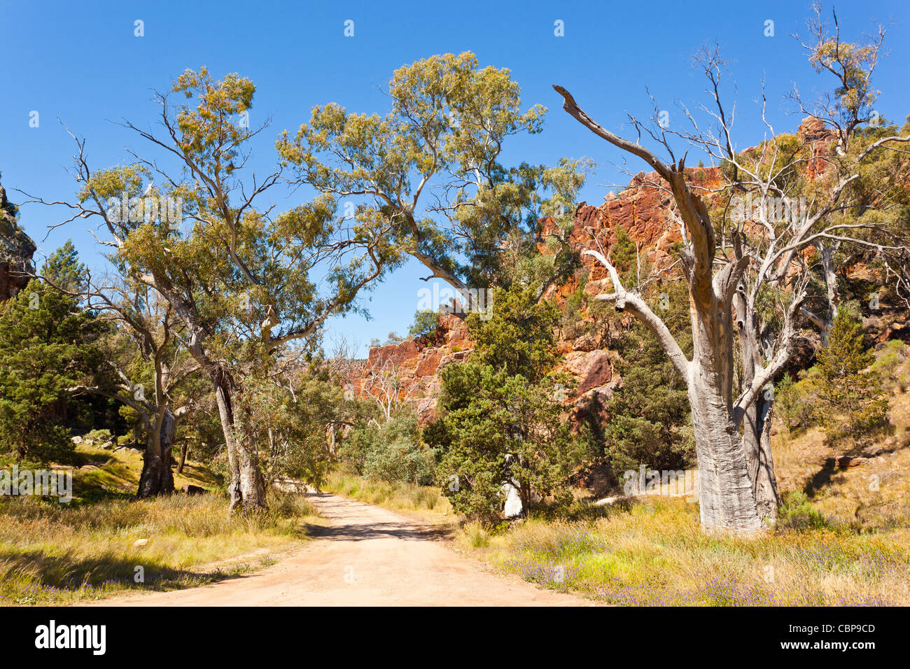 Fiume vecchio Gomma rossa alberi (Eucalyptus camaldulensis) di Warren Gorge vicino a Quorn nei Flinders Ranges in outback South Australia, Australia Foto Stock