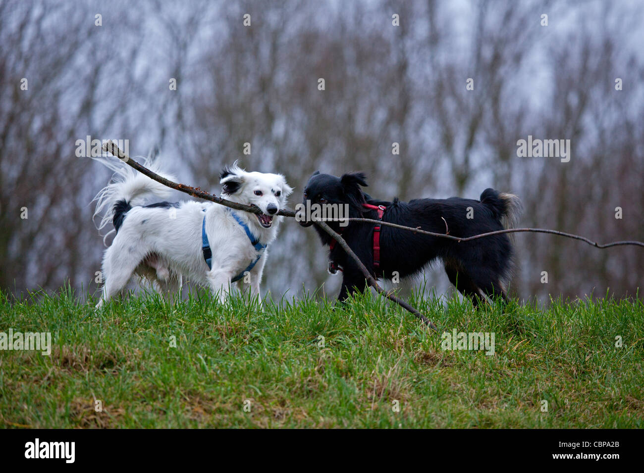 Cane nero e bianco cane giocare insieme Foto Stock