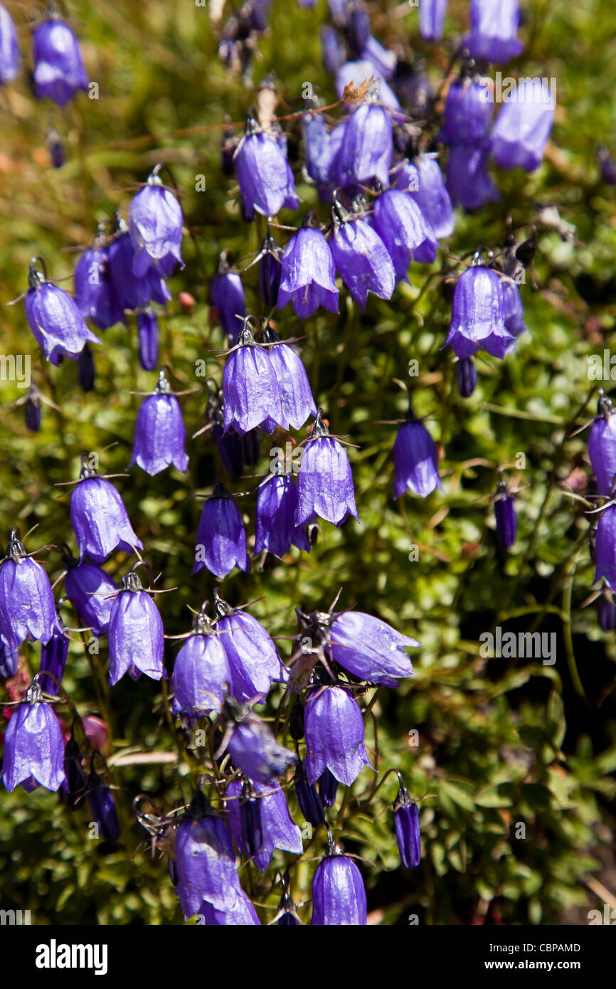 Wild blue Campanula a Mont Cenis, Francia. Foto Stock