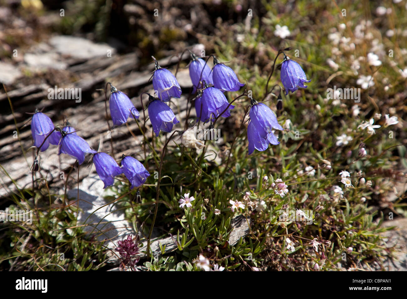 Wild blue Campanula a Mont Cenis, Francia. Foto Stock