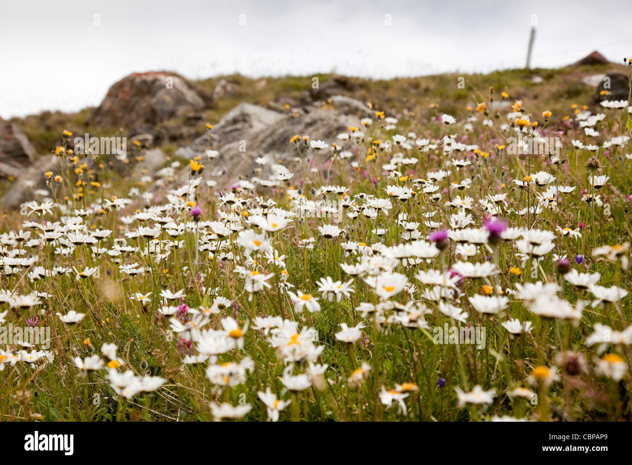 Campo di margherite a Mont Cenis, Francia. Foto Stock